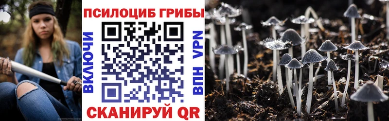 Купить где  Суворов  Галлюциногенные грибы Psilocybe 